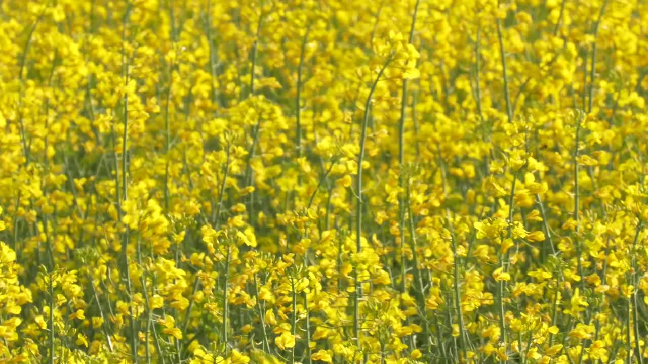 田野上开满了黄色小花的迷人景色视频素材