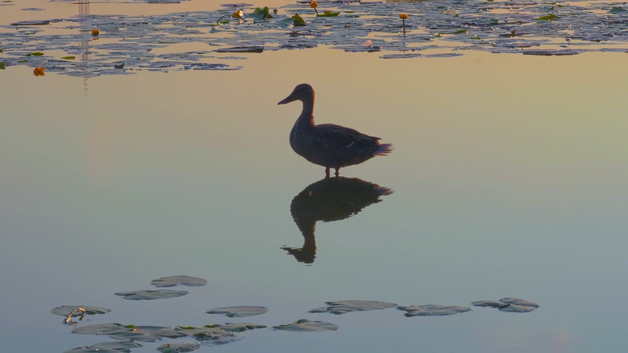 夕阳下，一只鸭子站在池塘里的风景视频素材