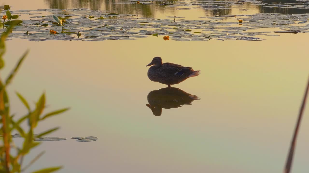 夕阳下，一只鸭子站在池塘里的风景视频素材