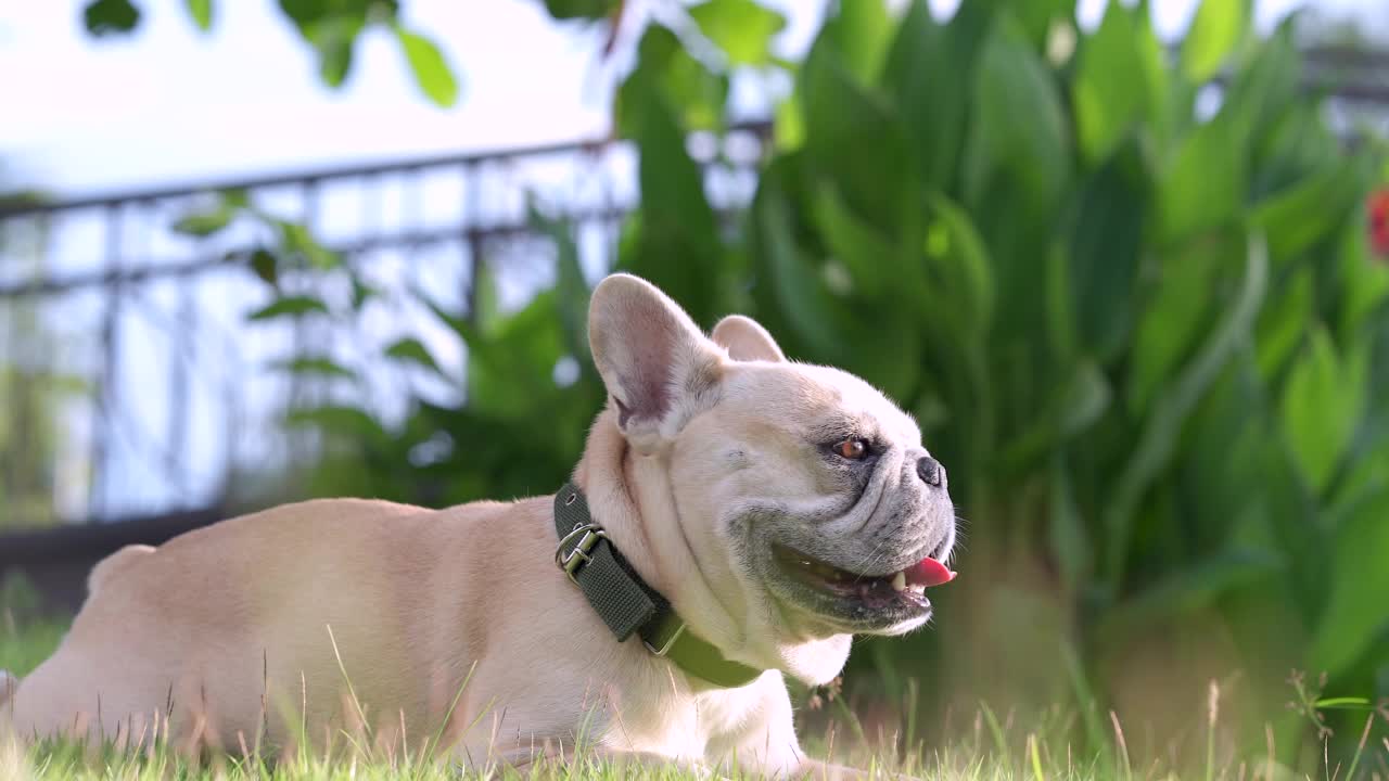 可爱的奶油法国斗牛犬躺在草地上视频素材