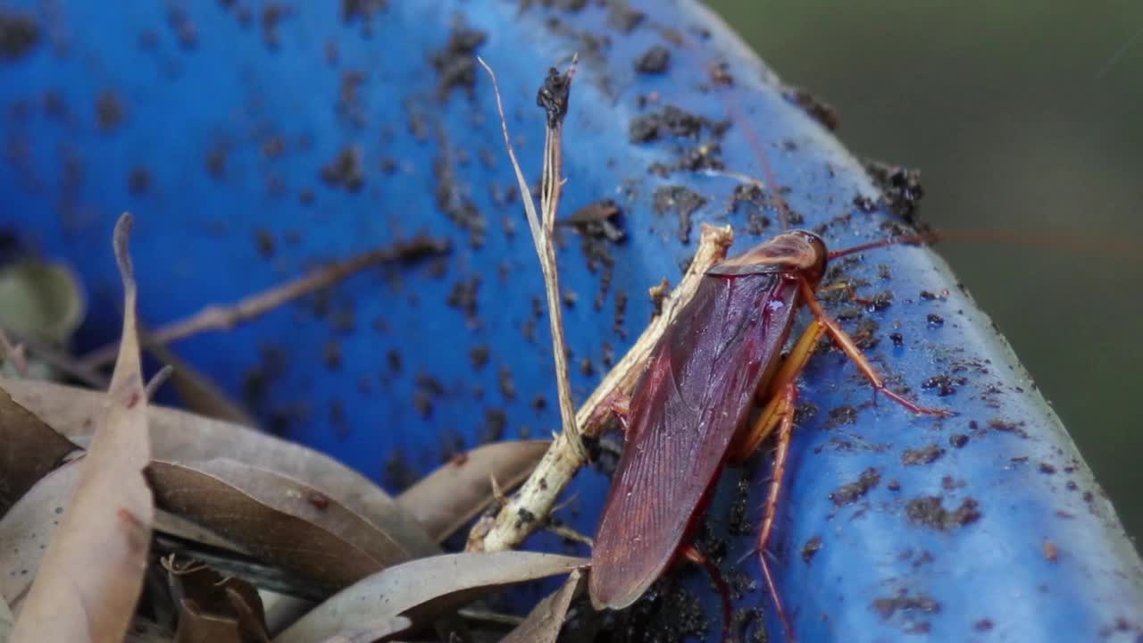 蟑螂爬在肮脏的蓝色碗上视频素材