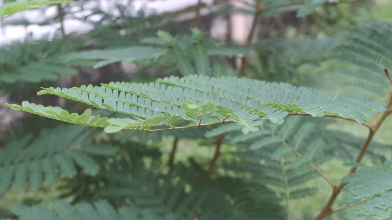 树枝上的绿叶随风摇曳的慢动作高清视频视频素材