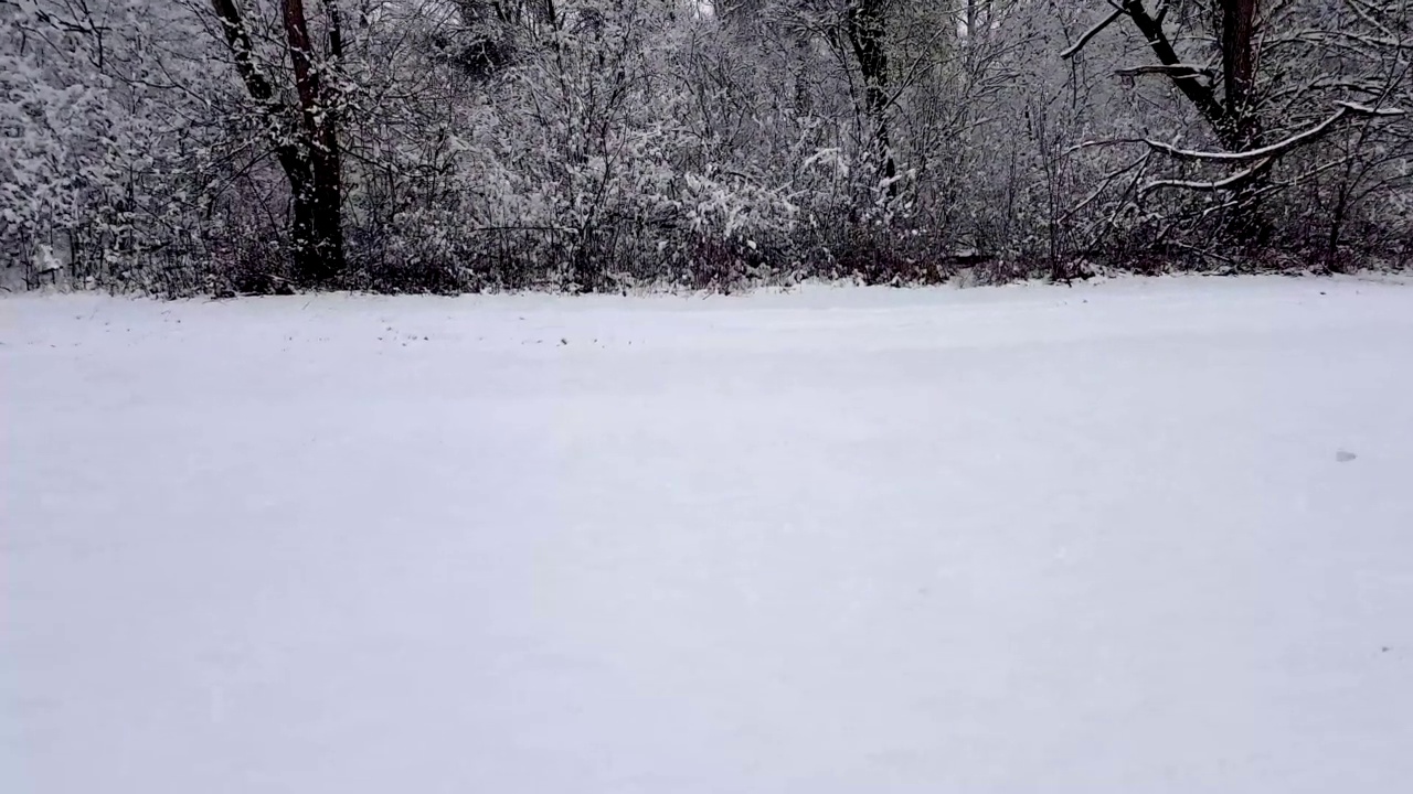 积雪覆盖的地面和背景中的树木的视图在4k视频素材