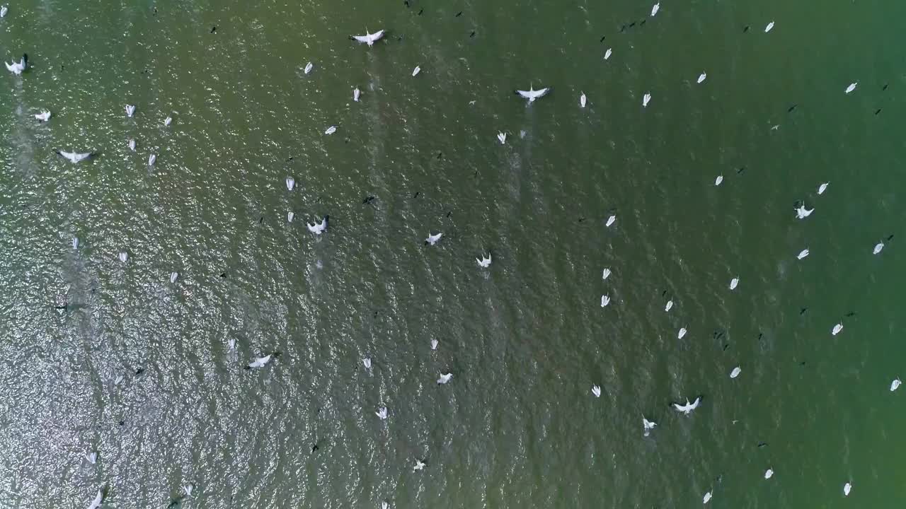 大群鹈鹕鸟在上空飞翔。鹈鹕飞过多瑙河三角洲的水面。大群鹈鹕鸟在自然环境中飞越蓝色的湖泊。大白鹈鹕。视频素材