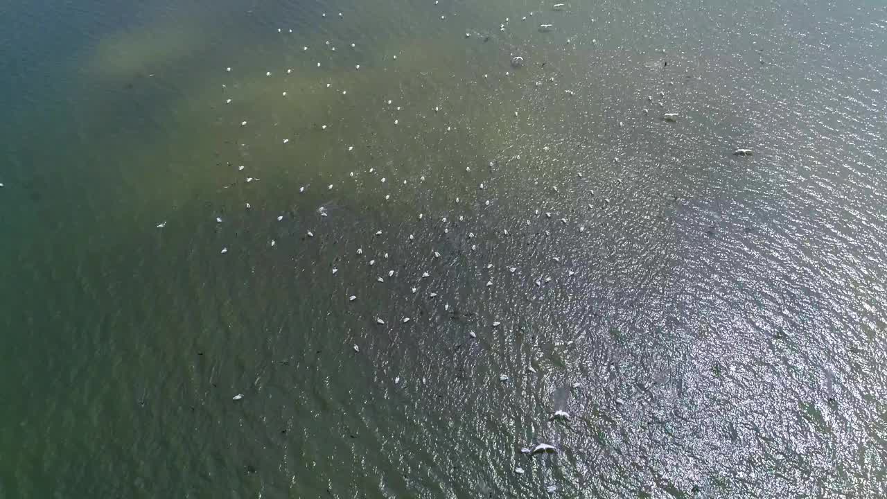 大群鹈鹕鸟在上空飞翔。鹈鹕飞过多瑙河三角洲的水面。大群鹈鹕鸟在自然环境中飞越蓝色的湖泊。大白鹈鹕。视频素材