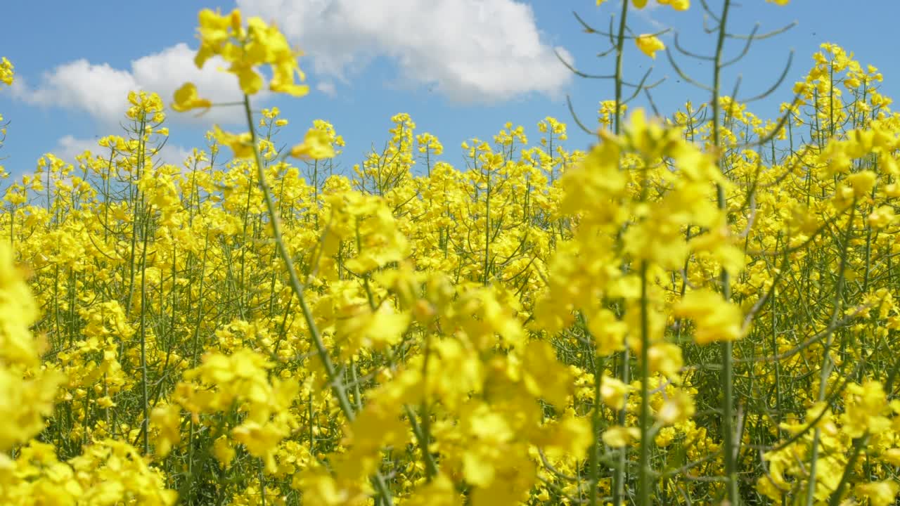 黄花开花油菜籽农业田。美丽盛开的油菜田，春天的蓝天。缓慢的运动。近距离油菜黄花背景蓝天。视频素材