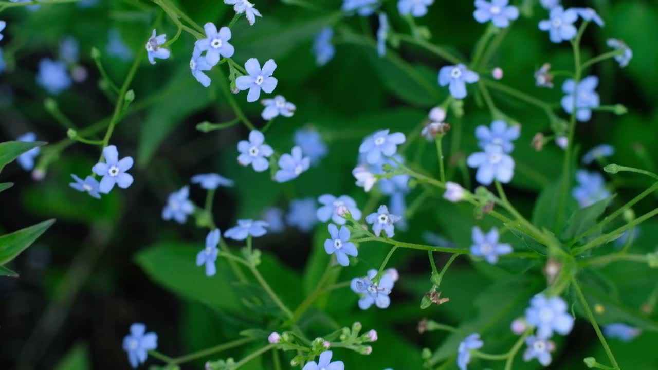 勿忘我特写剪辑。美丽的花朵。自然的视频。4K移动摄像机。春天开花视频素材