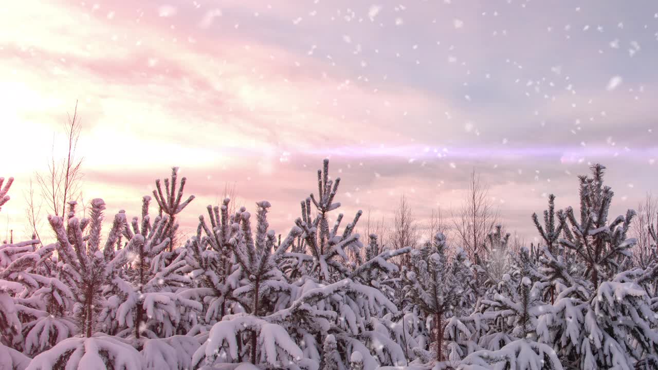 冬松林中的日落或日出伴随着飘落的雪花。降雪。视频素材