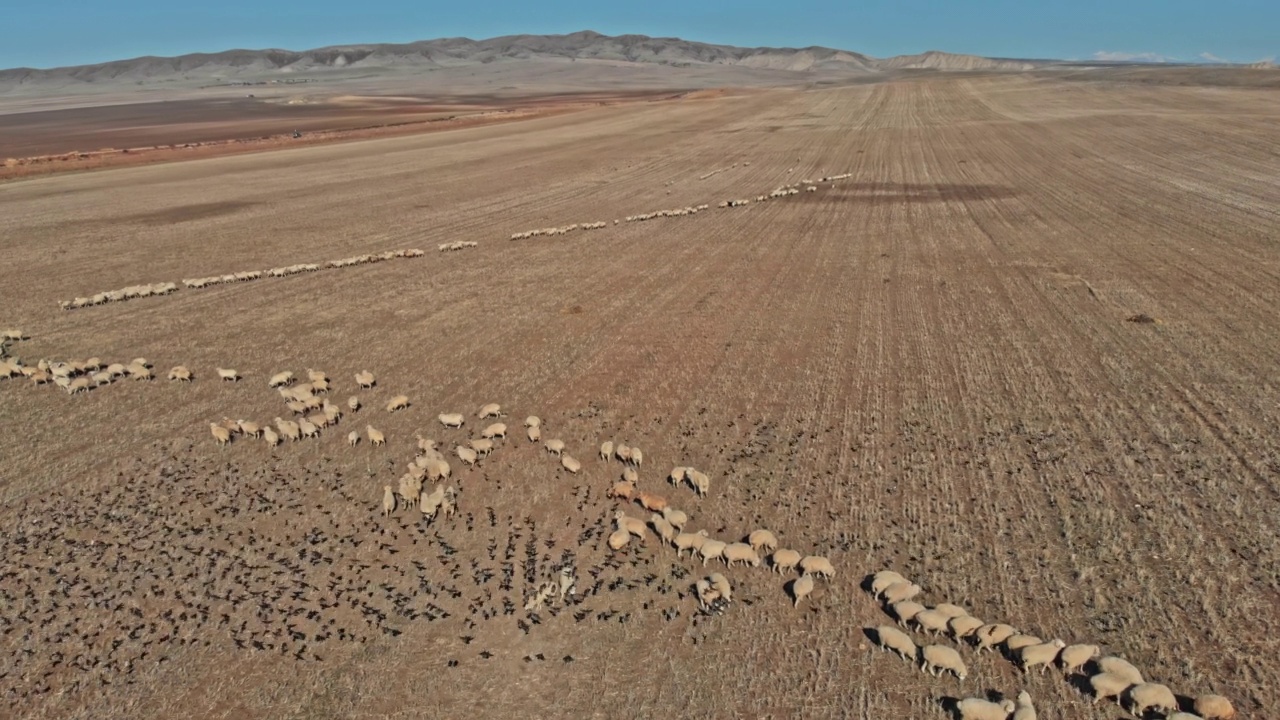 许多羊在Vashlovani保护区视频素材