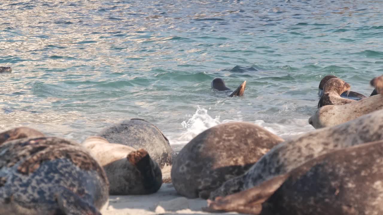 野生斑点海豹栖息地，太平洋港海狮休息，加利福尼亚海滩视频素材