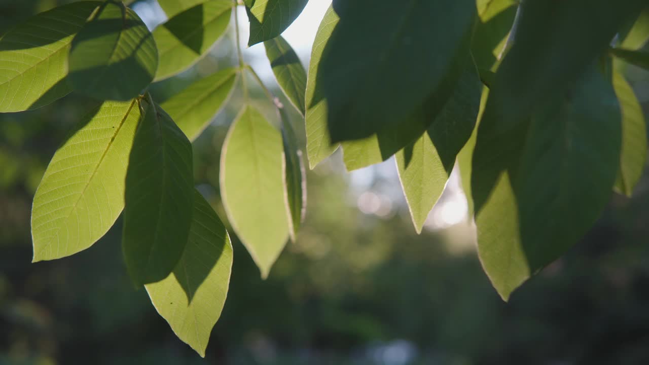 夏天的傍晚，阳光穿过核桃树的叶子。自然背景。视频素材