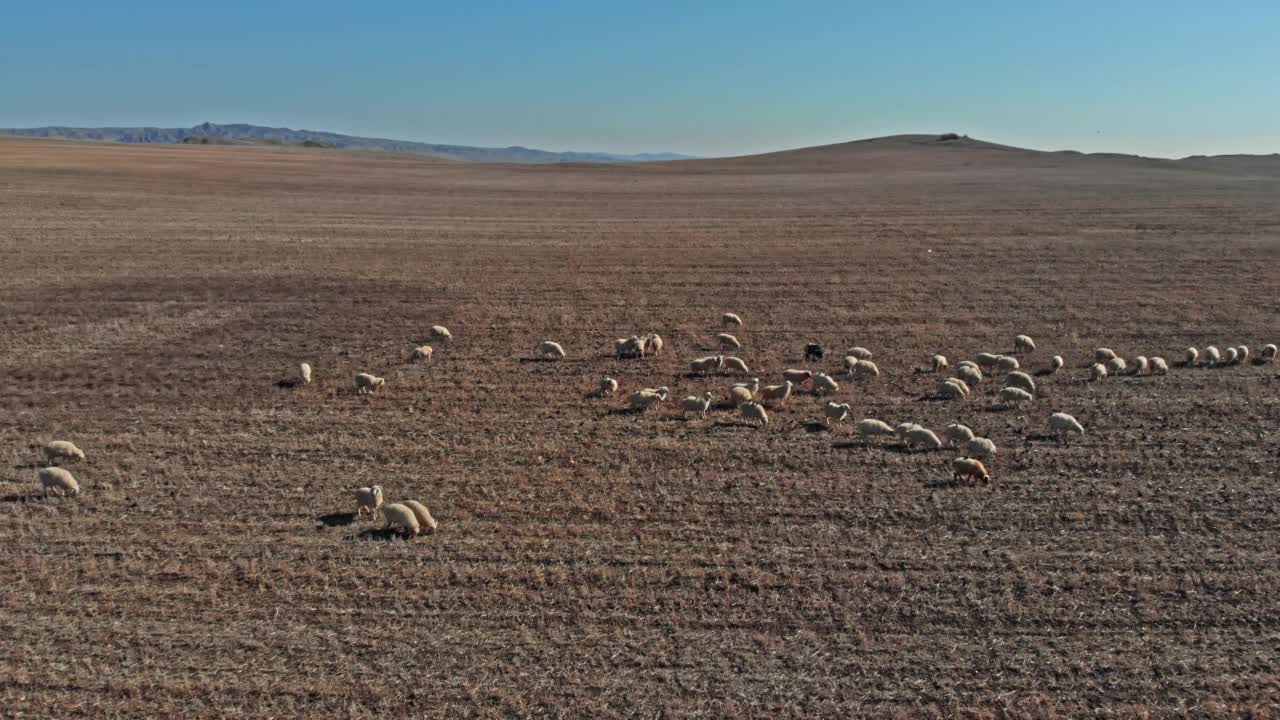 一群羊从高加索山脉山坡上的牧场返回视频素材