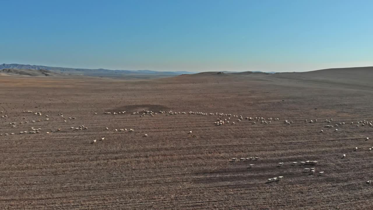 在山谷里免费吃草的一群羊视频素材