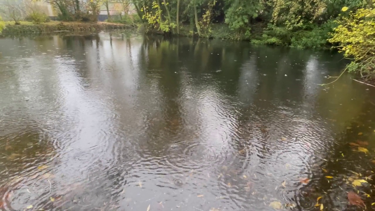 雨落在池塘上视频素材