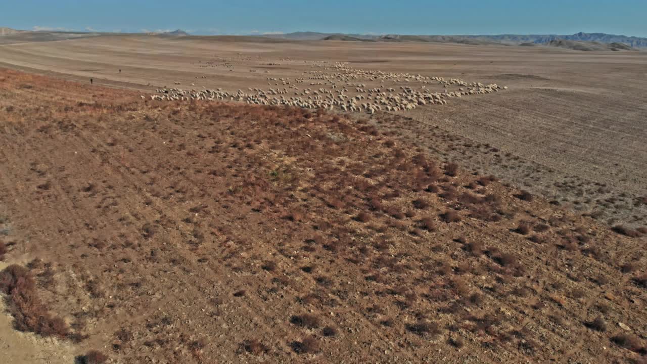 山里有一群羊。美丽的山景。乔治亚州视频素材