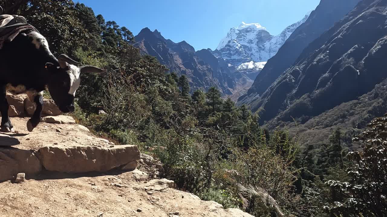 以康加加山(6782米)为背景，成群的家畜走在山边。视频素材