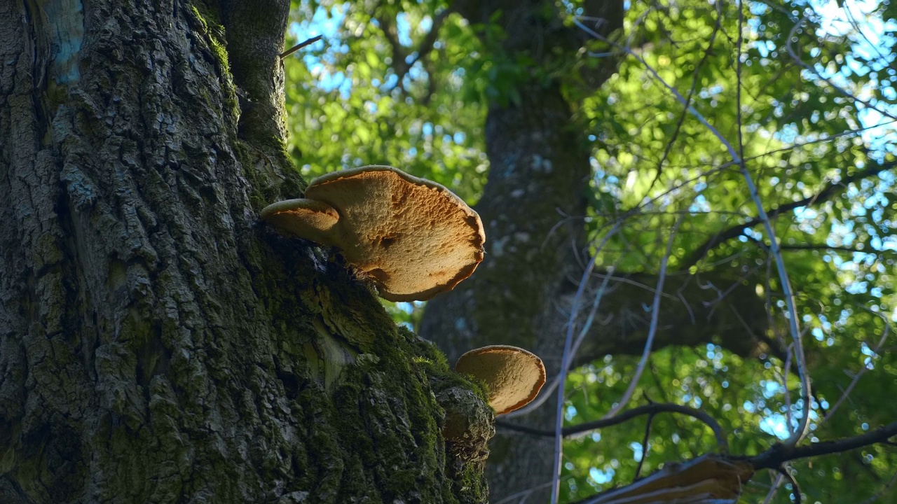 Chaga (Inonotus obliquus)是一种生长在裂缝或受损区域的寄生虫视频素材