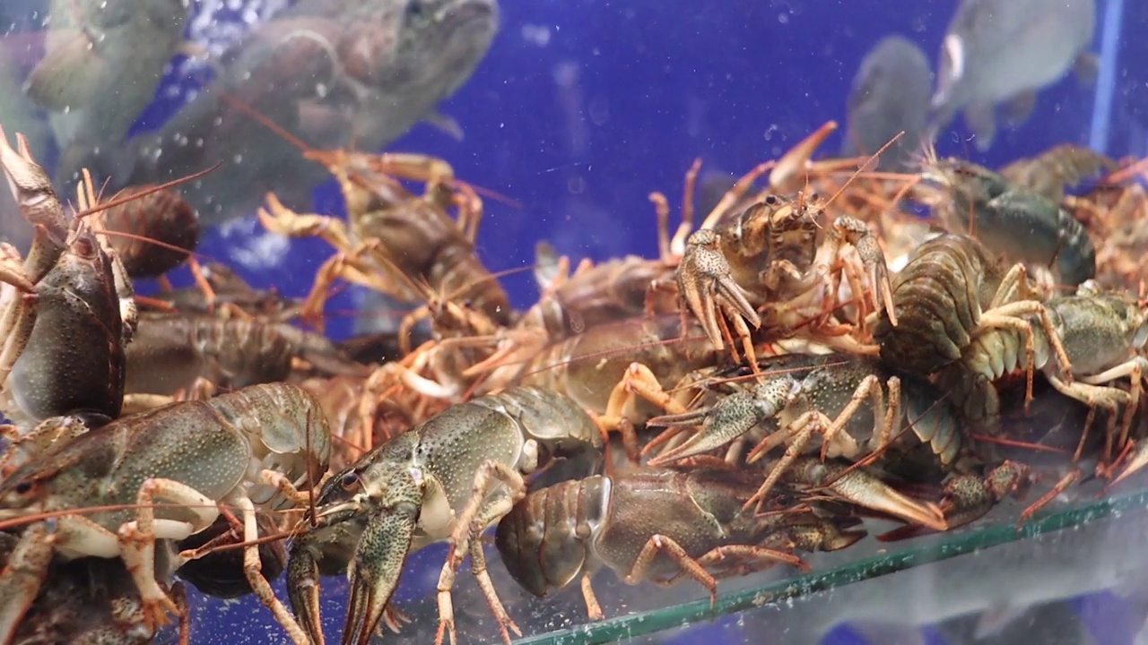 水族馆里的龙虾。视频素材