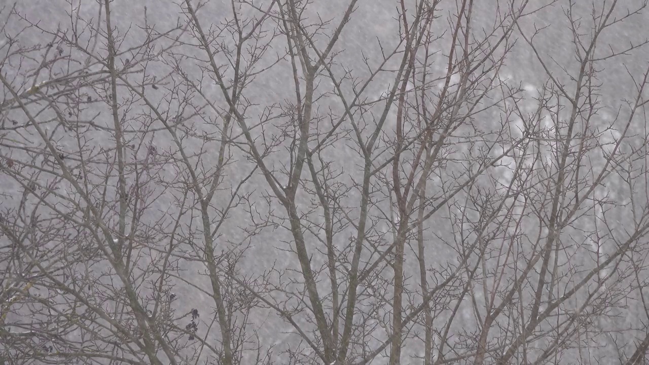 落叶树木背景上的降雪。视频素材