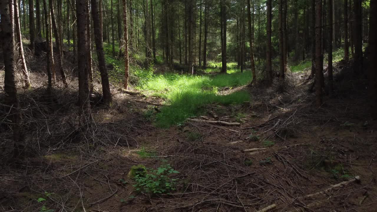 穿过森林的黑暗走道视频素材