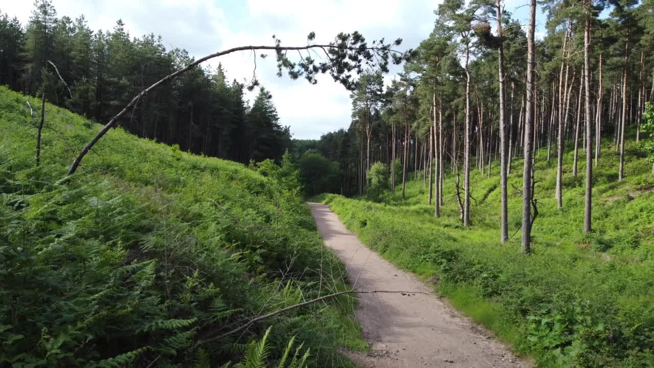 林地路径的森林背景视频素材