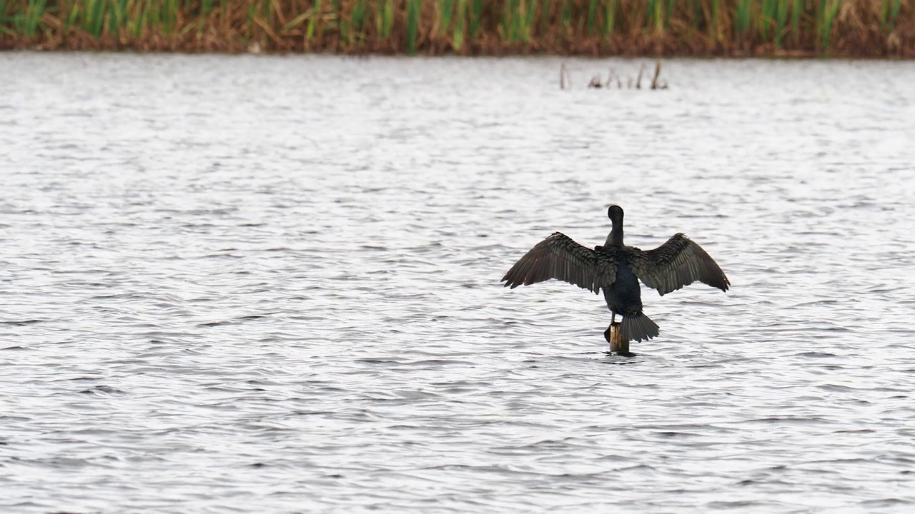 一只大鸬鹚，Phalacrocorax carbo，在Leighton Moss, Silverdale, Lancashire, UK。视频素材