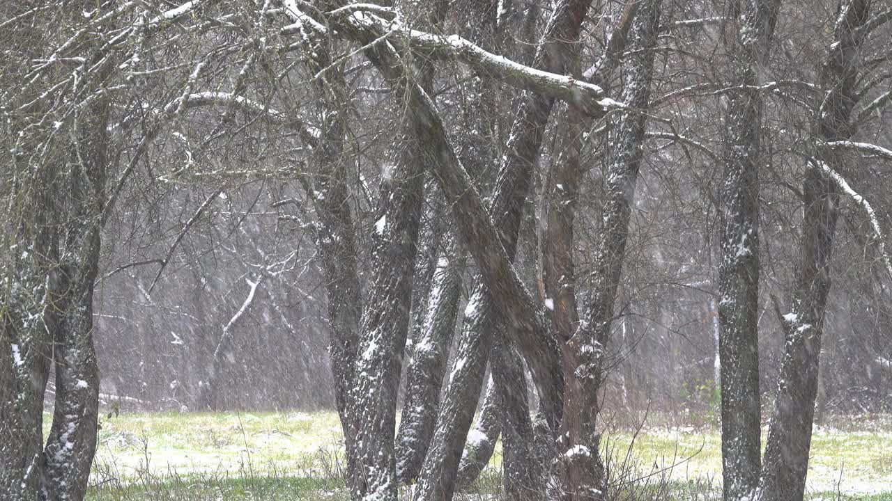 在草地上树木剪影的背景下下着雪。视频素材