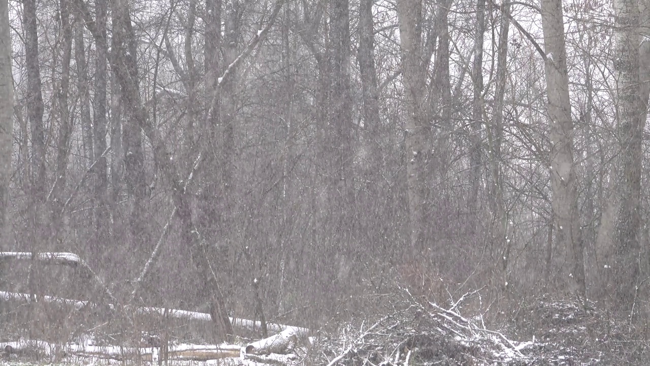 大雪映衬着树木的剪影。视频素材