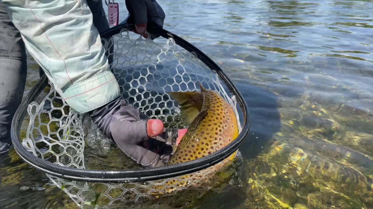 水下放生鳟鱼视频素材