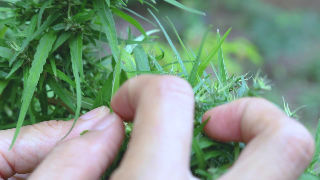 大麻的绿叶，用于医学实验的大麻。视频素材