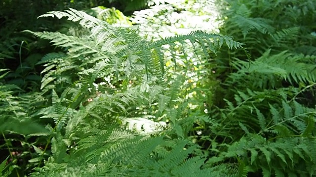 森林里的蕨类植物。美丽优雅的绿叶。多足植物，维管植物，现代蕨类和古代高等植物。蕨类多足植物出现于古生代。走路，慢动作视频素材