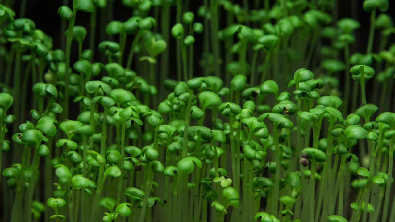 温室农业中植物生长时间推移，芽萌发新生植株视频素材