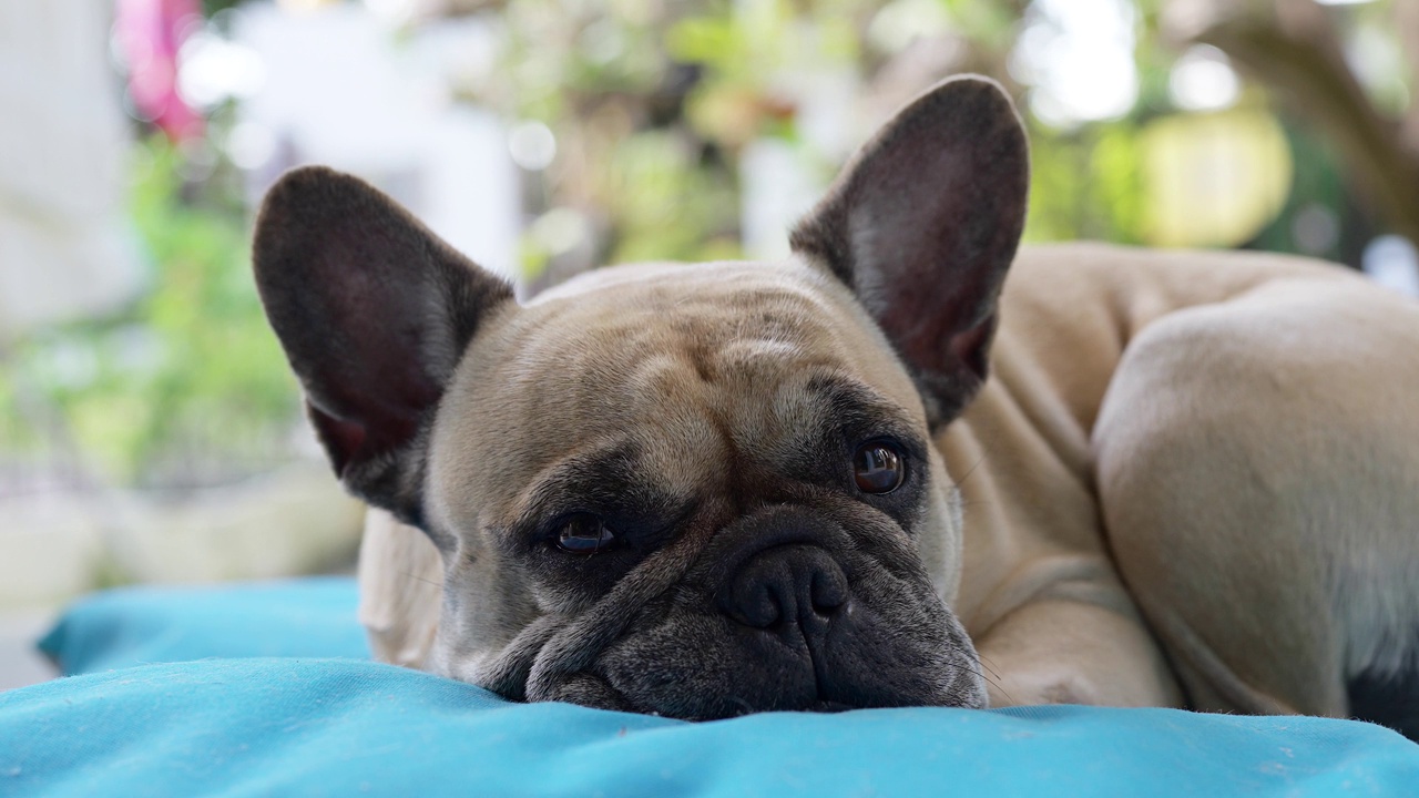 昏昏欲睡的法国斗牛犬躺在户外的蓝色枕头上。视频素材