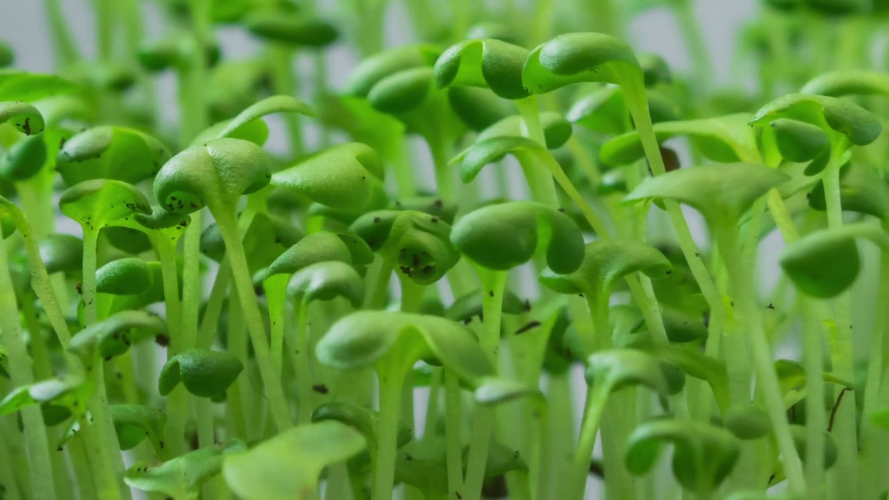 温室农业中植物生长时间推移，芽萌发新生植株视频素材