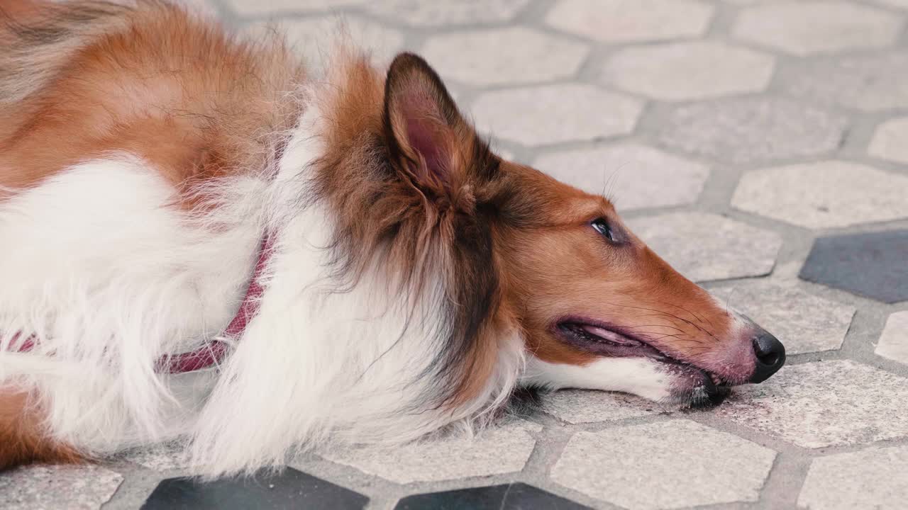 粗糙的牧羊犬躺在地上，眼睛睁着，特写。4k慢镜头。视频素材