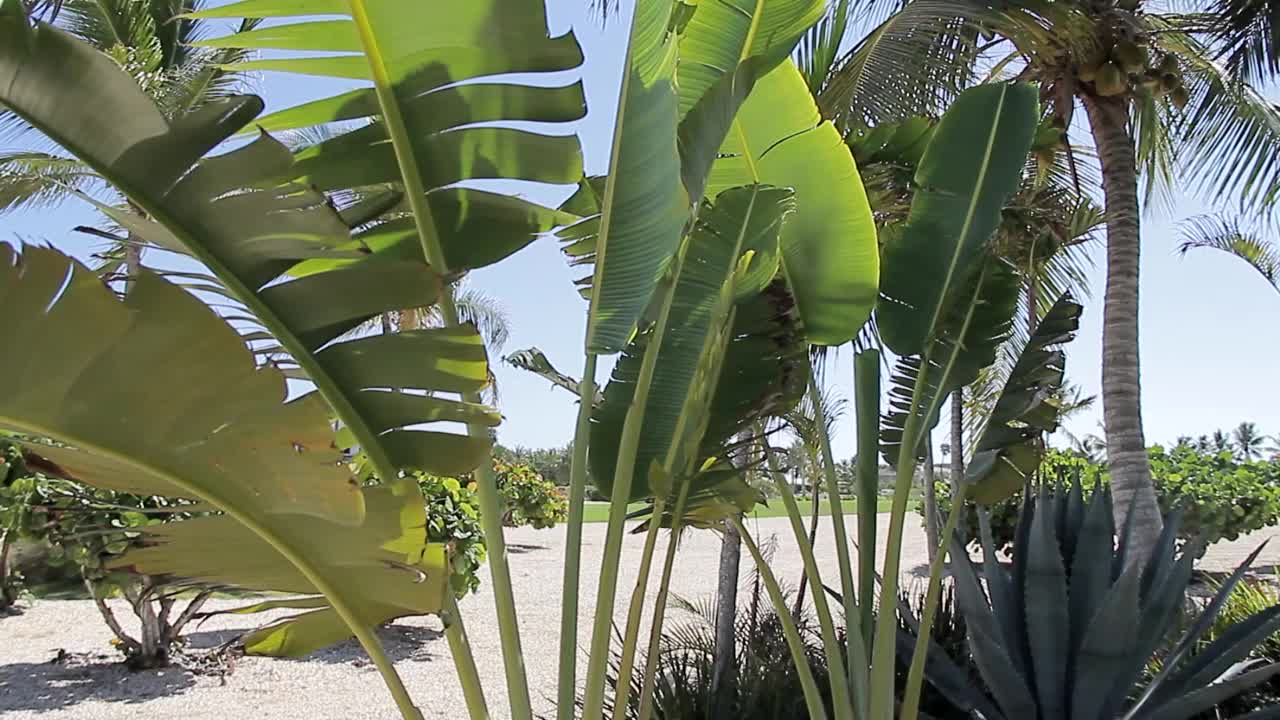 在一个阳光明媚的炎热的日子里，海滩上有许多树木和植物的美丽景色视频素材