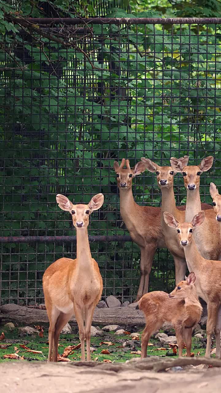 垂直镜头的坡鹿(Rucervus eldii)家族与金属栅栏的背景视频素材