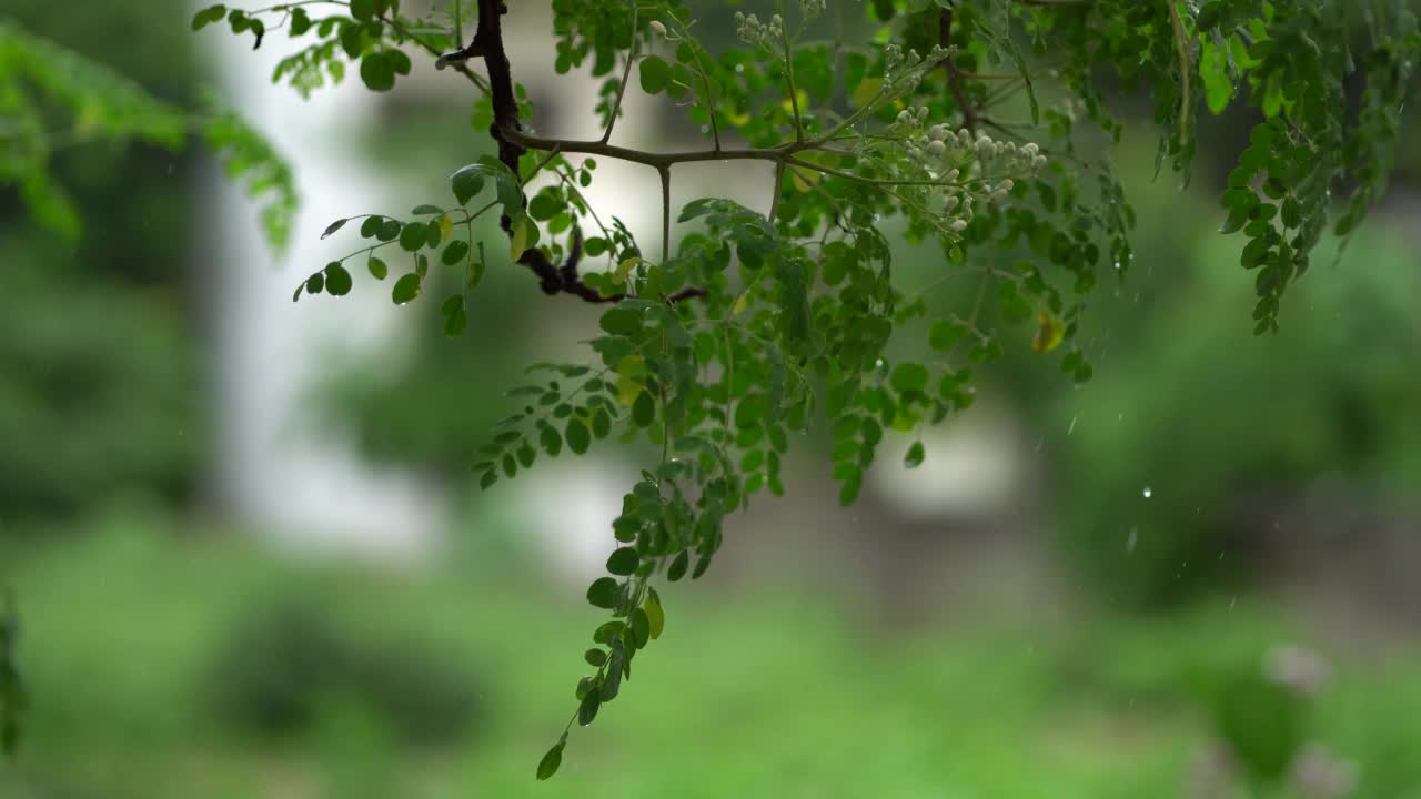 特写镜头中，树枝在雨天随风摇曳。视频素材