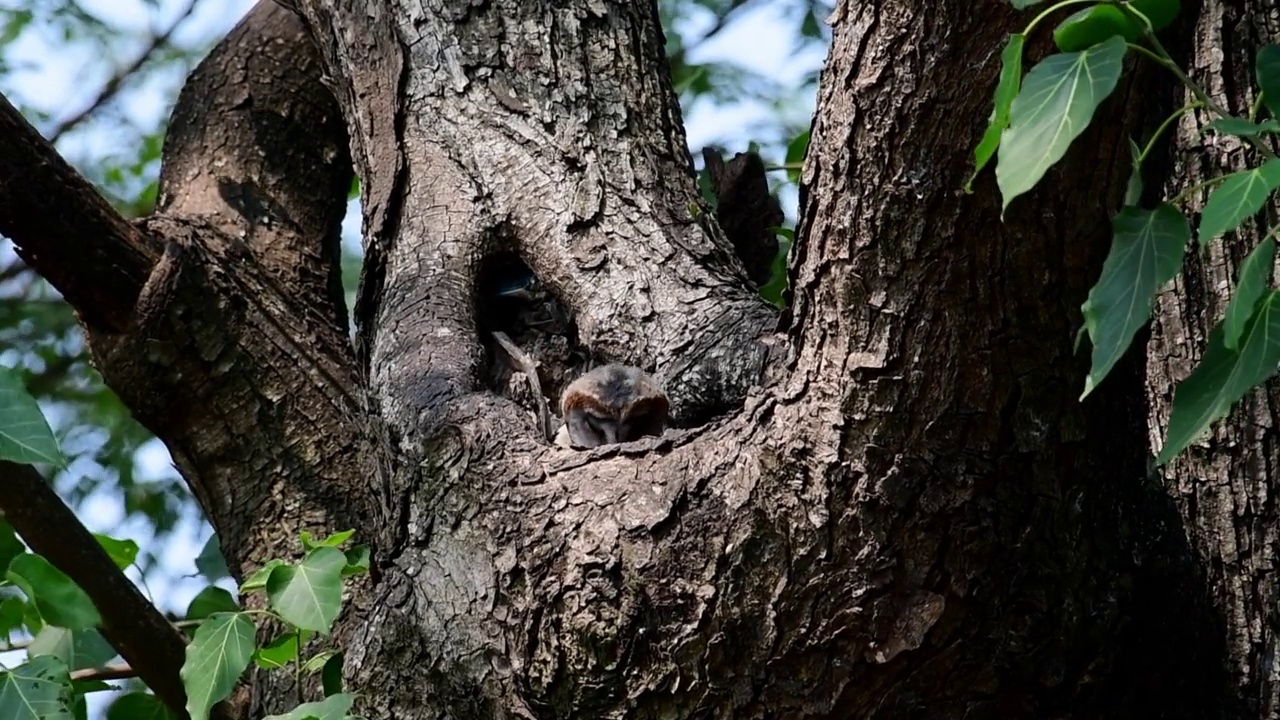 低头呼唤谷仓猫头鹰，Tyto alba 004视频素材