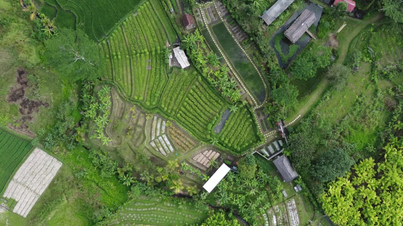 印尼巴厘岛的耕地鸟瞰图，4K视频素材