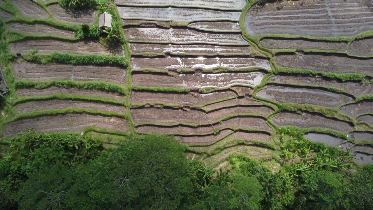 印尼巴厘岛的耕地鸟瞰图，4K视频素材