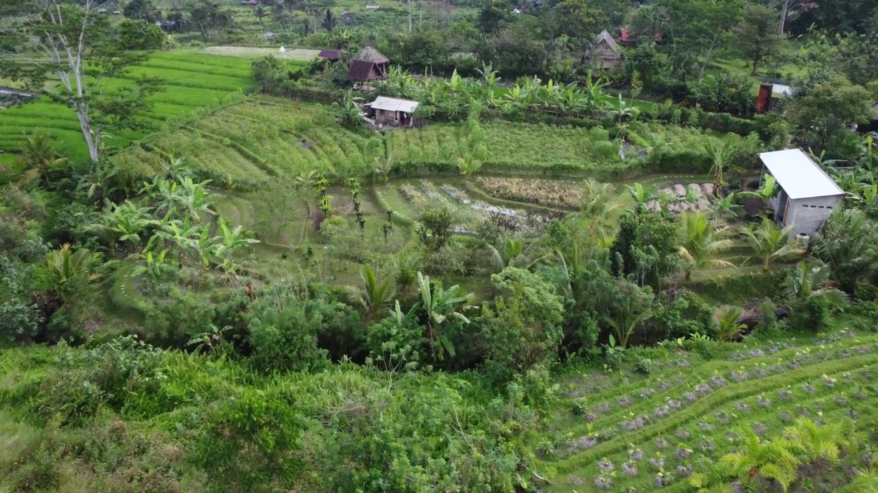 印尼巴厘岛的耕地鸟瞰图，4K视频素材