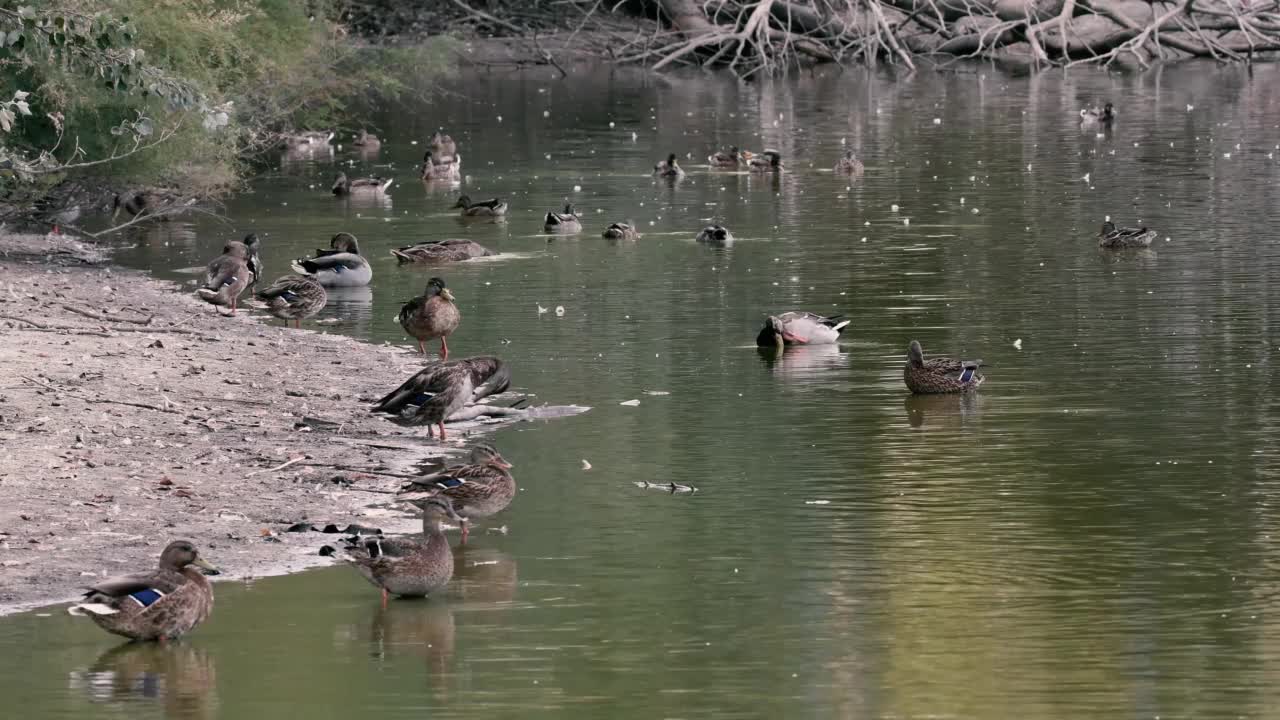 一群棕色的鸭子在湖里游泳视频素材