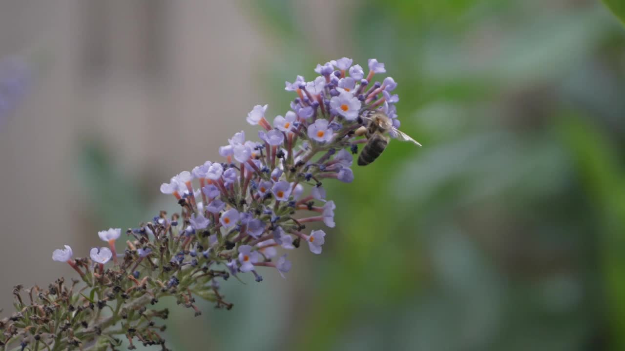 一只蜜蜂为紫色花朵授粉的特写镜头视频素材