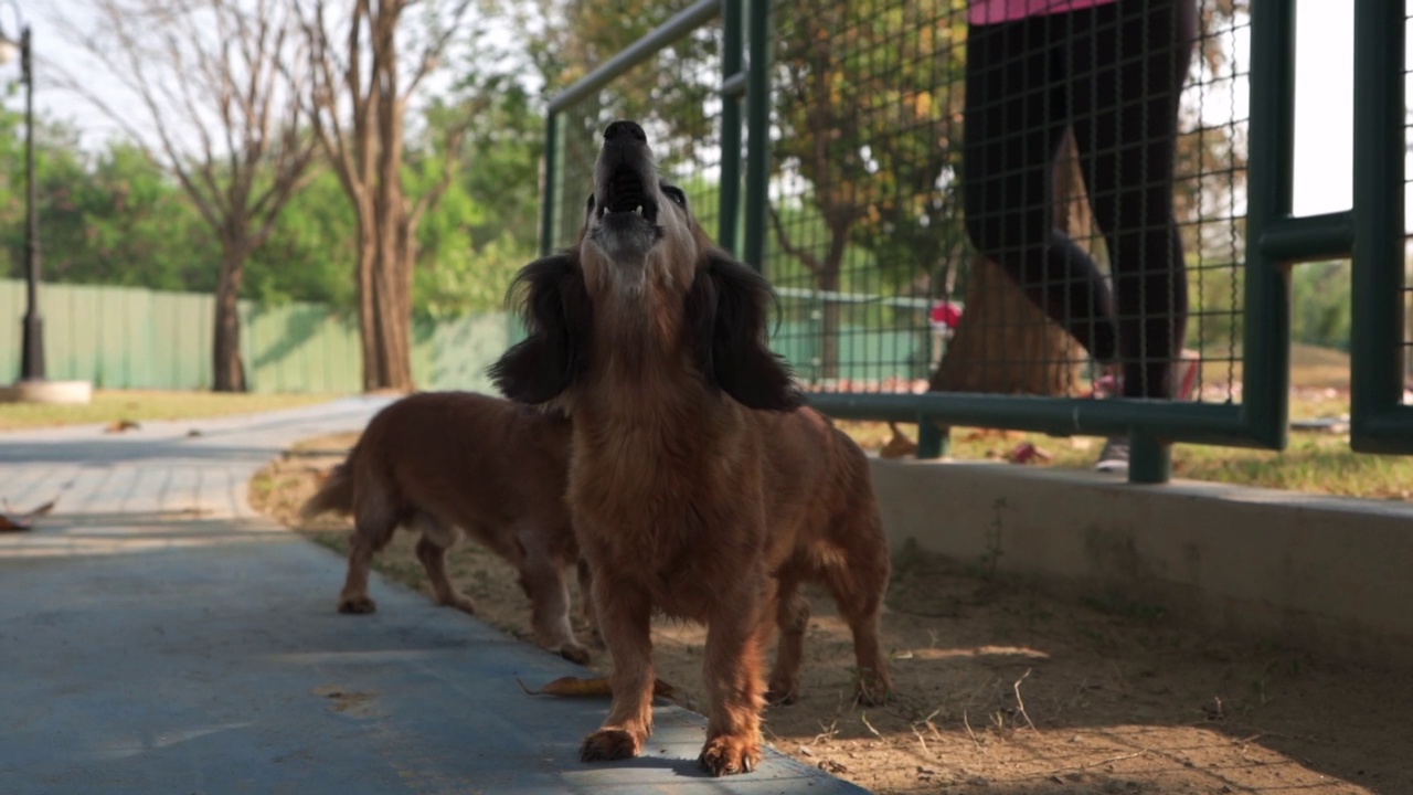 在一个阳光明媚的日子里，两只爱尔兰塞特犬在花园里的水泥地板上仰头汪汪叫视频素材