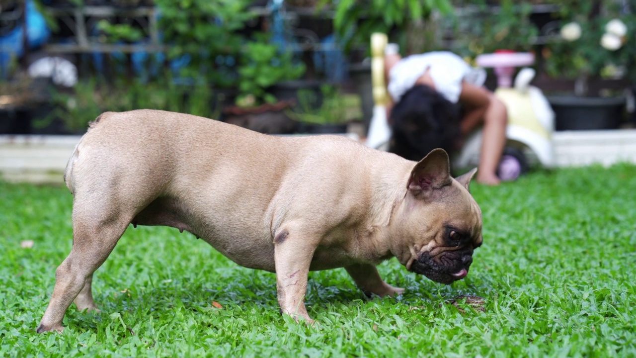 一只斗牛犬在花园里的草地上吃蛇的特写镜头视频素材