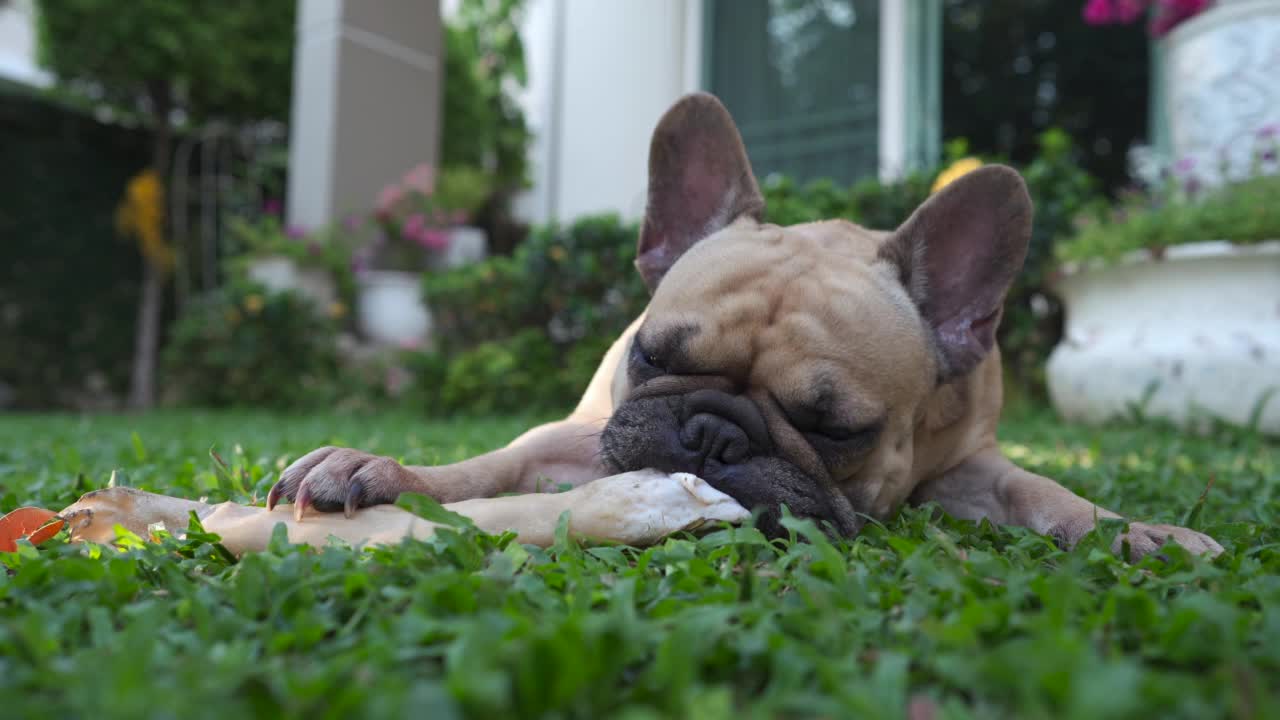 浅聚焦一只可爱的斗牛犬在花园里玩一根棍子视频素材