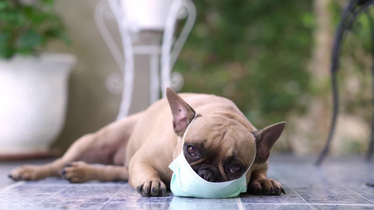 戴着口罩的斗牛犬躺在模糊的家庭花园的地面上视频素材