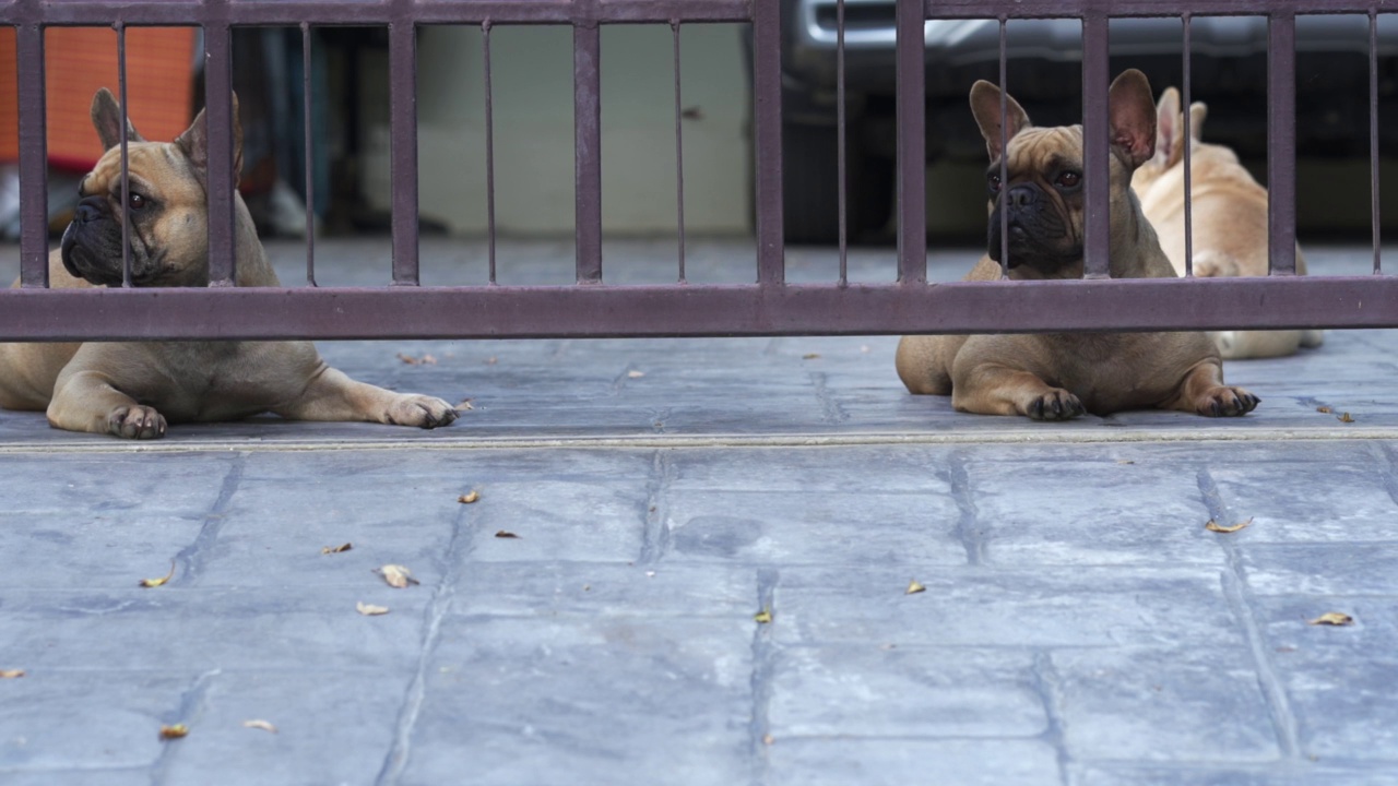 两只斗牛犬躺在铁条后面的瓷砖地板上，抬起头视频素材