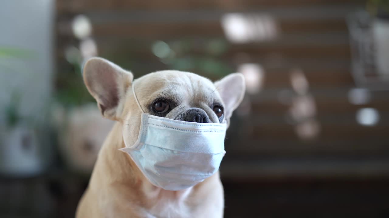 浅焦点的一个可爱的牛头犬戴着口罩在模糊的背景狗视频素材